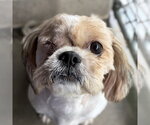 Small Shih Tzu Mix