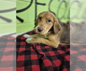 Mutt Dogs for adoption in Elmsford, NY, USA