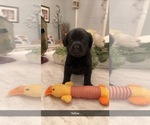 Small Photo #7 Labrador Retriever Puppy For Sale in BRYANTOWN, MD, USA