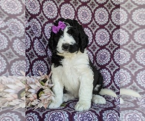 Saint Berdoodle Puppy for sale in OXFORD, PA, USA