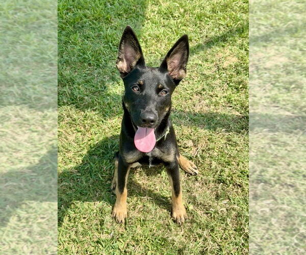 Medium Photo #4 German Shepherd Dog-Unknown Mix Puppy For Sale in San Leon, TX, USA