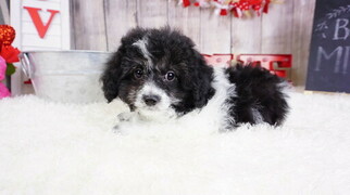 Shih-Poo Puppy for sale in LAS VEGAS, NV, USA