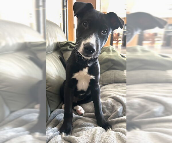 Medium Photo #5 Mutt Puppy For Sale in Genesee, WI, USA