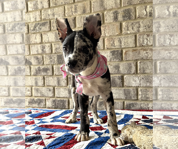 Medium Photo #5 Bulldog-Catahoula Leopard Dog Mix Puppy For Sale in Munford, TN, USA