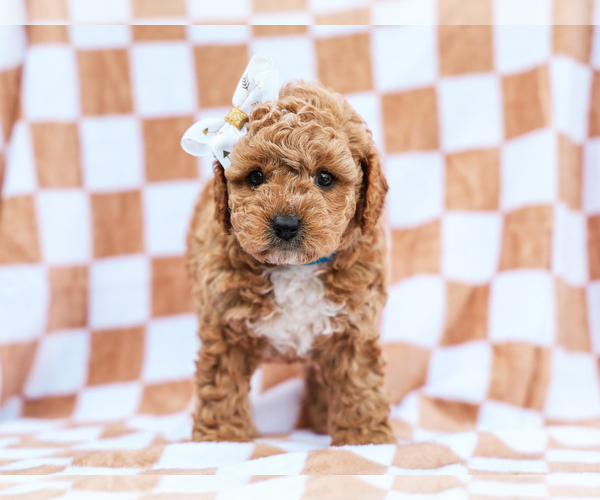 Medium Photo #1 Cavapoo mix (+ Poodle Miniature) Puppy For Sale in LIBERTY, KY, USA