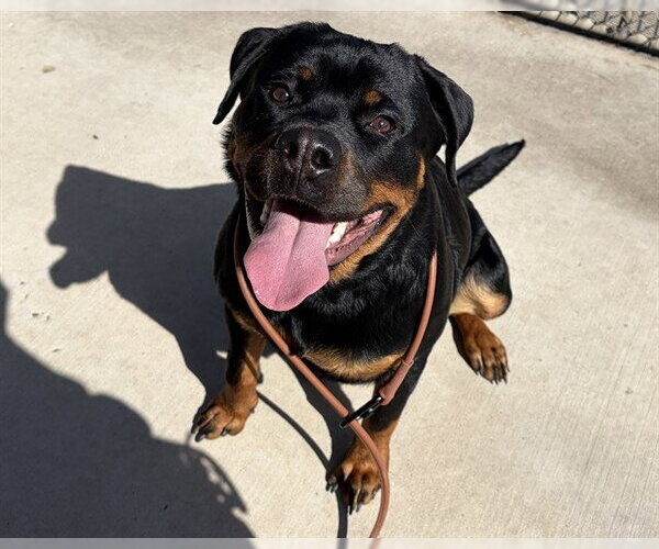 Medium Photo #1 Rottweiler Puppy For Sale in Denver, CO, USA