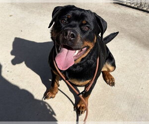 Rottweiler Dogs for adoption in Denver, CO, USA