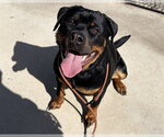 SOFIA - Female Rottweiler Dog for Adoption - Small photo