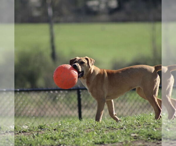 Medium Photo #5 Mutt Puppy For Sale in Utica, NY, USA