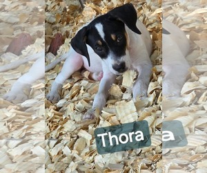 Thora- one of 3 playful sisters - Female Rat Terrier-Unknown Mix Dog for Adoption - Photo #2