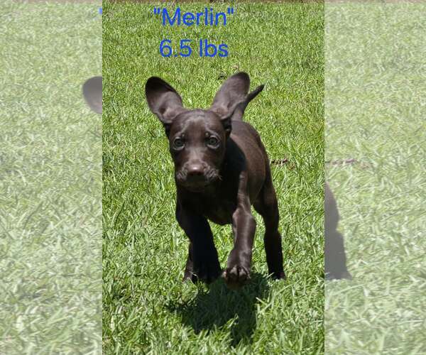 Medium Photo #1 German Shorthaired Pointer Puppy For Sale in Stephens City, VA, USA