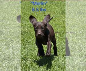 German Shorthaired Pointer Dogs for adoption in Stephens City, VA, USA