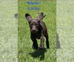 Small German Shorthaired Pointer