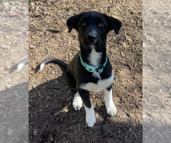 Medium Photo #2 Mutt Puppy For Sale in Candler, NC, USA