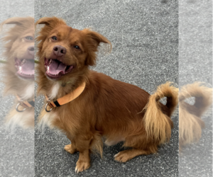 Clifford - Male Mutt Dog for Adoption - Photo #4