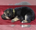 Small Photo #4 German Shepherd Dog Puppy For Sale in DELAVAN, IL, USA
