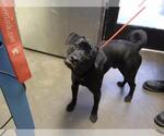 Small Labrador Retriever Mix