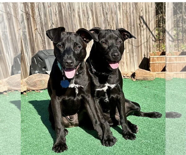 Medium Photo #6 Labrador Retriever-Unknown Mix Puppy For Sale in Euless, TX, USA