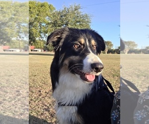 Miniature Australian Shepherd Dogs for adoption in WILLS POINT, TX, USA