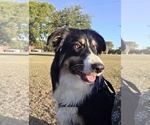 Image preview for Ad Listing. Nickname: Bentley