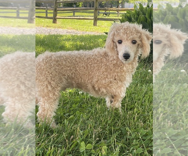 Medium Photo #4 Poodle (Toy) Puppy For Sale in CANOGA, NY, USA