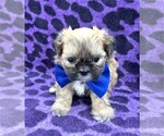 Small #2 Shih Tzu