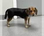 Small Photo #2 Beagle Puppy For Sale in SUFFOLK, VA, USA