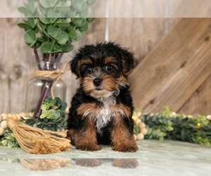 Medium Yorkshire Terrier