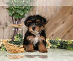 Puppy Taffy Yorkshire Terrier