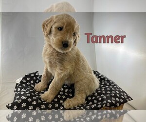 Goldendoodle-Poodle (Standard) Mix Puppy for sale in WINSTON SALEM, NC, USA