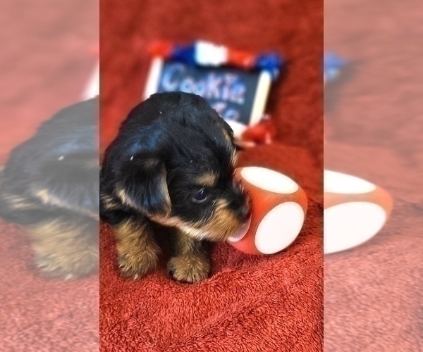 Medium Photo #13 Yorkshire Terrier Puppy For Sale in AKRON, OH, USA