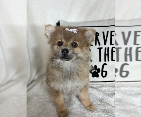 Medium Photo #1 Pomeranian Puppy For Sale in GREENFIELD, IN, USA