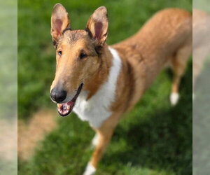 Mutt Dogs for adoption in Dublin, OH, USA