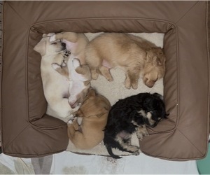 Dachshund Puppy for Sale in CORONA, California USA
