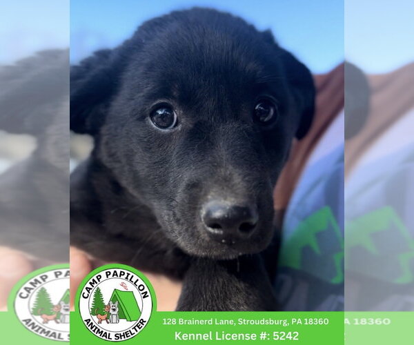 Medium Photo #1 Border Collie-Unknown Mix Puppy For Sale in Stroudsburg, PA, USA