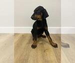 Small Photo #2 Doberman Pinscher Puppy For Sale in LOS ANGELES, CA, USA