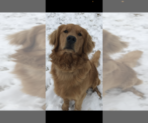 Father of the Golden Retriever puppies born on 02/12/2026