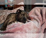 Small #6 American Bulldog Mix