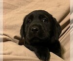 Small Photo #13 Labrador Retriever Puppy For Sale in PUEBLO, CO, USA