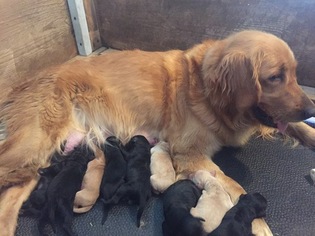 Mother of the Goldendoodle puppies born on 06/03/2017