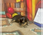 Small #12 Morkie