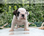 Small Photo #10 English Bulldog Puppy For Sale in GORDONVILLE, PA, USA
