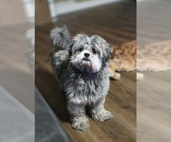Medium Photo #1 Shih Tzu Puppy For Sale in Aurora, IN, USA