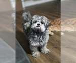 Patsy Tzu - Female Shih Tzu Dog for Adoption - Small photo