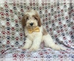 Small #4 Cavapoo