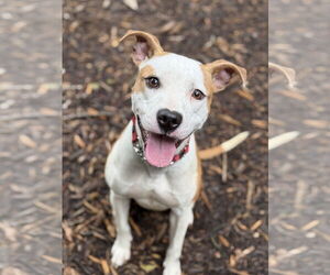 American Pit Bull Terrier-Rat Terrier Mix Dogs for adoption in Wesley Chapel, SC, USA