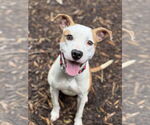 Small Photo #3  Puppy For Sale in , 