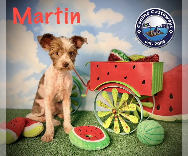 Medium Photo #1 Shih-Poo Puppy For Sale in Arcadia, FL, USA
