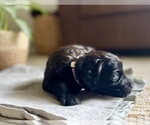 Puppy Martina Goldendoodle