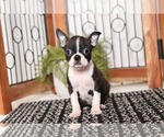 Small Photo #1 Boston Terrier Puppy For Sale in NAPLES, FL, USA